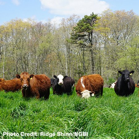 regenerative-leather